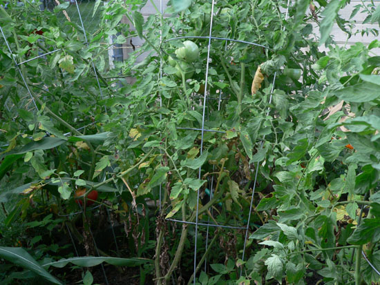 05-08 51 more tomatoes