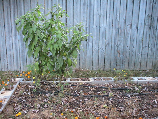 05-09 55 peppers