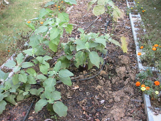 05-09 56 eggplant